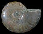 Flashy Red Iridescent Ammonite - Wide #52364-1